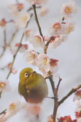 春の装い