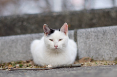 丸まる