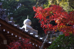 薬王寺の紅葉