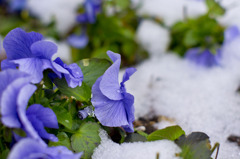 雪にも負けず