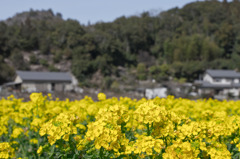 村の菜の花畑