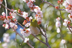 春を食べる