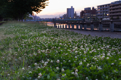 夕暮れに咲く