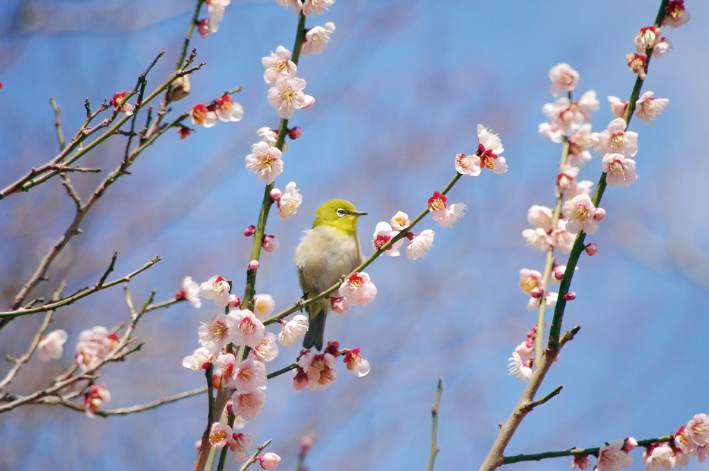 春の訪れ