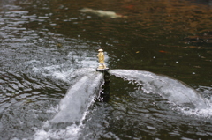 水の中を歩く
