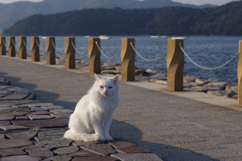 海に住んでます