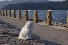 海に住んでます