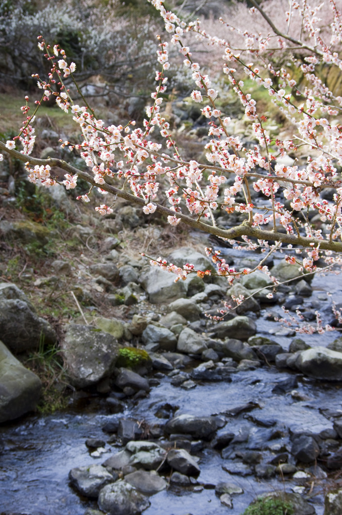梅のある風景