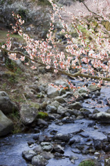 梅のある風景