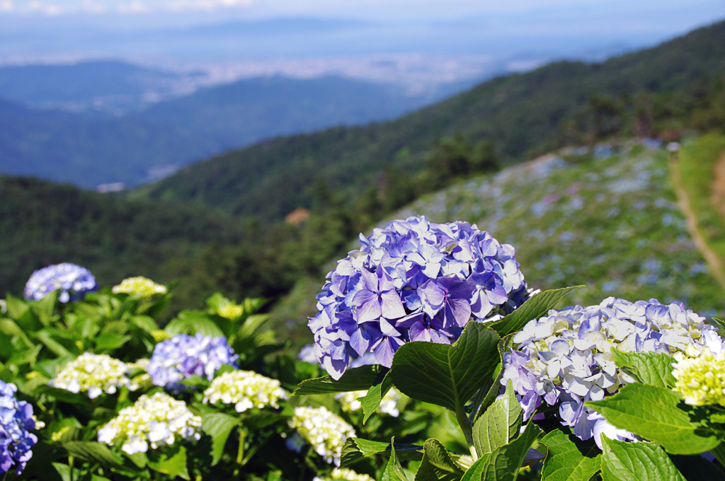 紫陽花