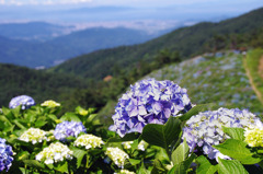 紫陽花