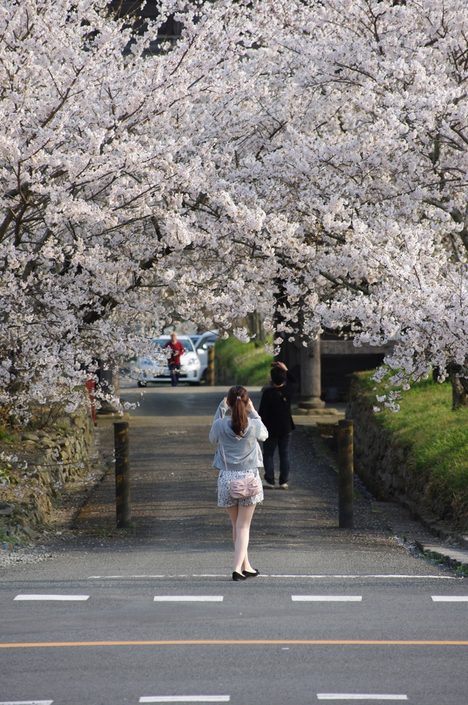 桜･･･撮る!