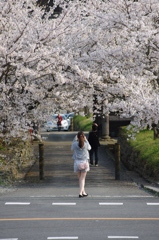 桜･･･撮る!