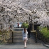 桜･･･撮る!