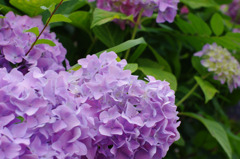 紫陽花