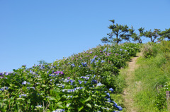 紫陽花ロード