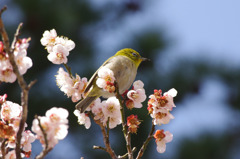 春の訪れ