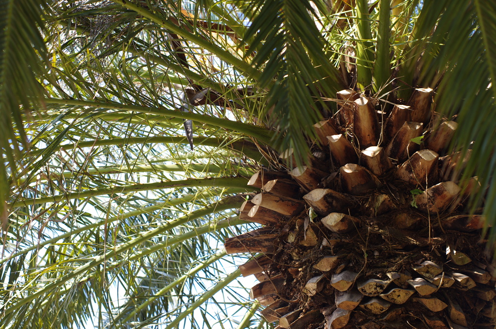 冬に撮った夏写真