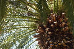 冬に撮った夏写真