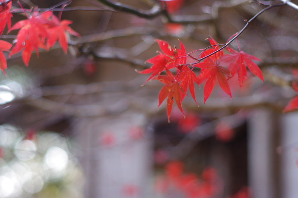 紅葉