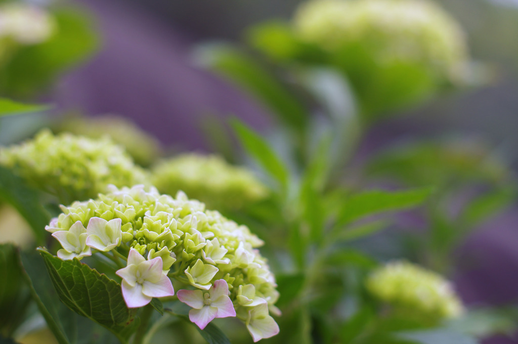 紫陽花
