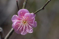 咲く