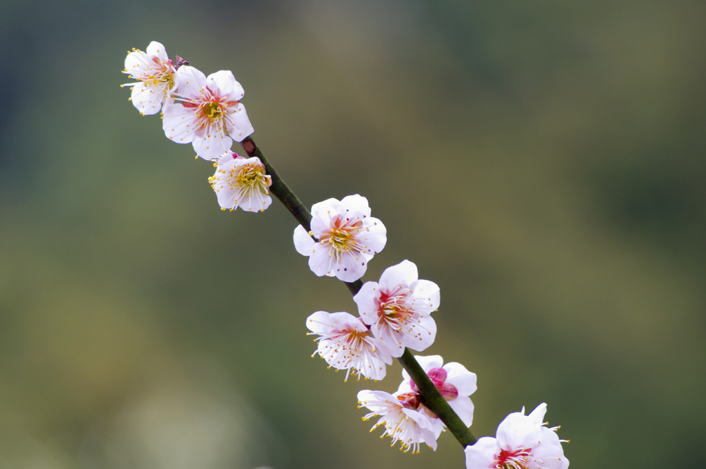 梅一枝