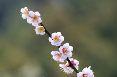 梅一枝