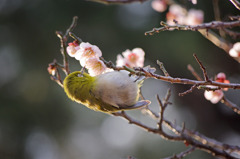 梅とメジロ　in 眉山