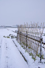 田んぼの雪化粧