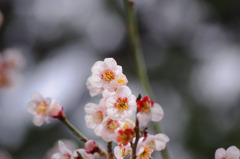 梅の花