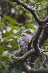 鳥撮影_1