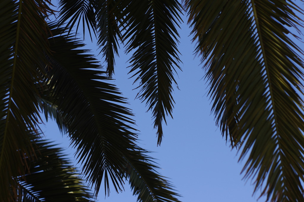 冬に撮った夏写真