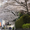 入学シーズン