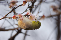 梅とメジロ　in 眉山