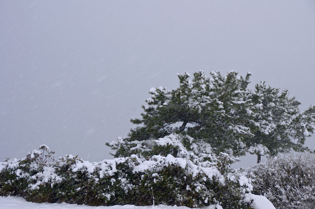 木々も雪化粧