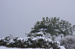 木々も雪化粧