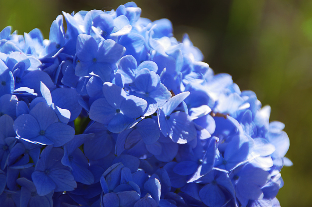 紫陽花