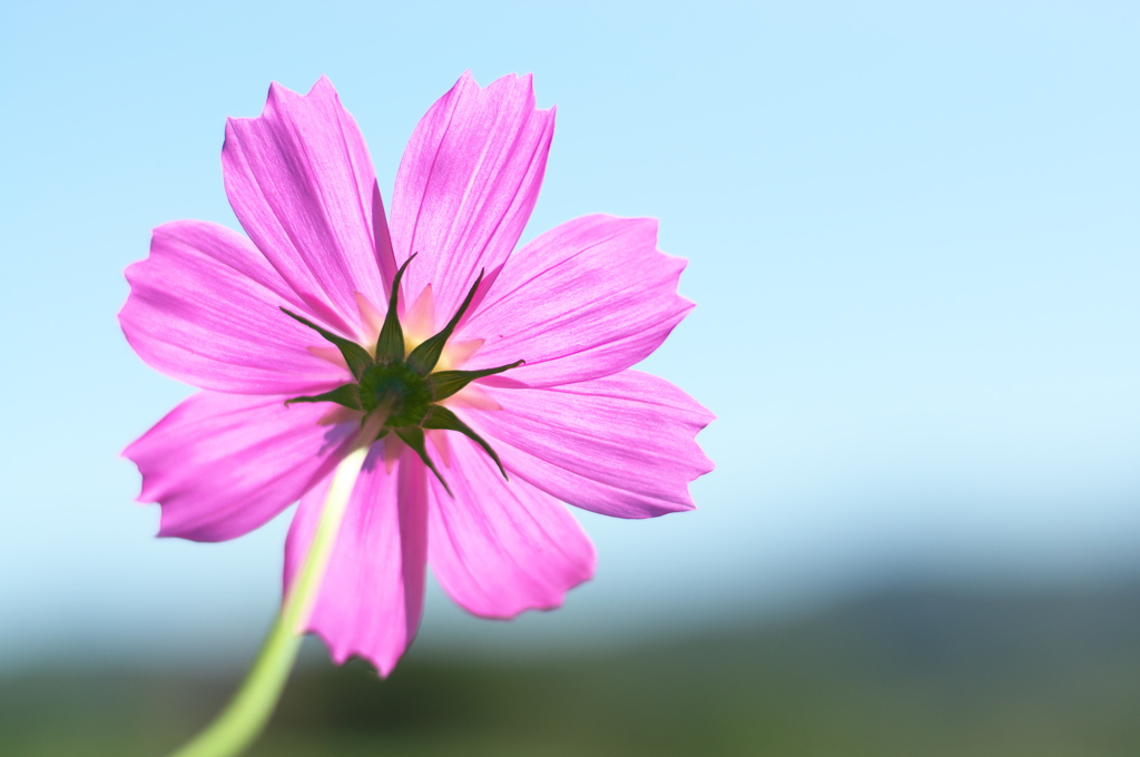 秋桜