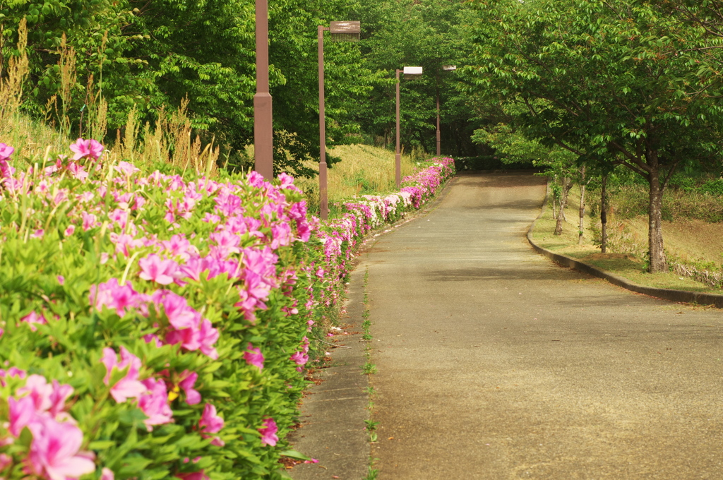 散歩道
