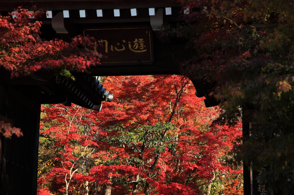 永観堂：秋の門景