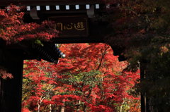 永観堂：秋の門景