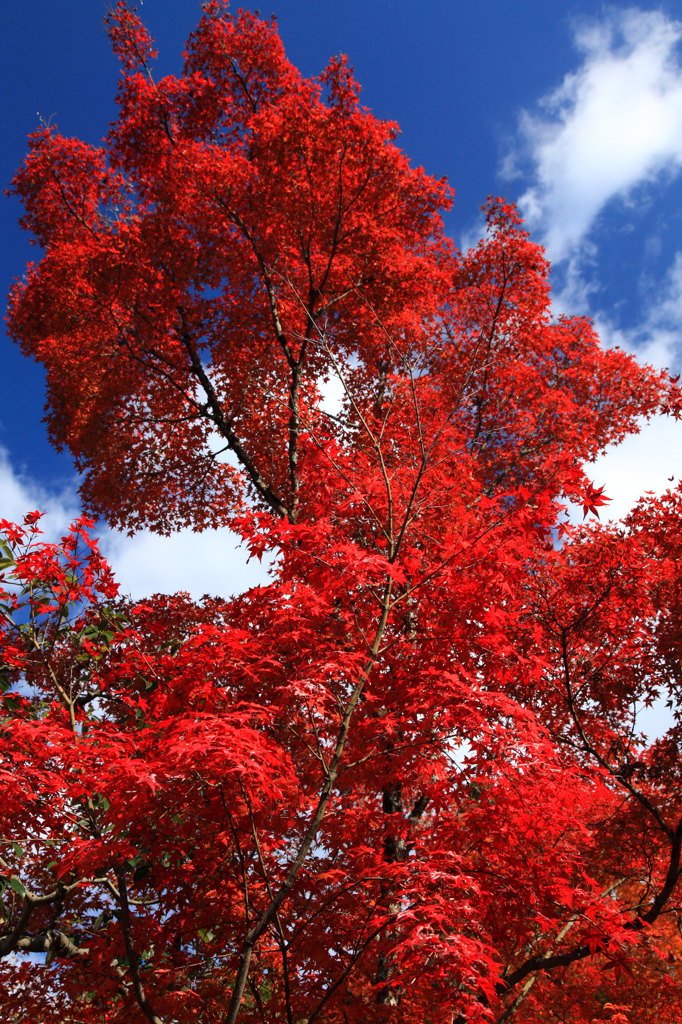 紅葉中