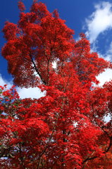 紅葉中