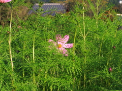 かくれんぼ