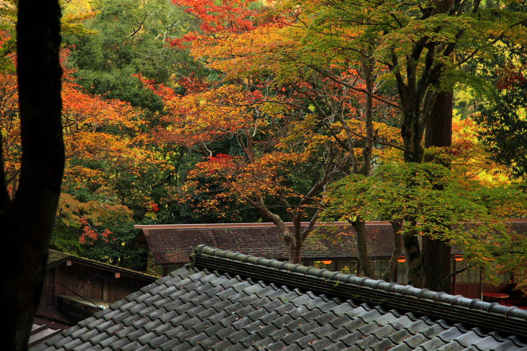 京の秋の音1