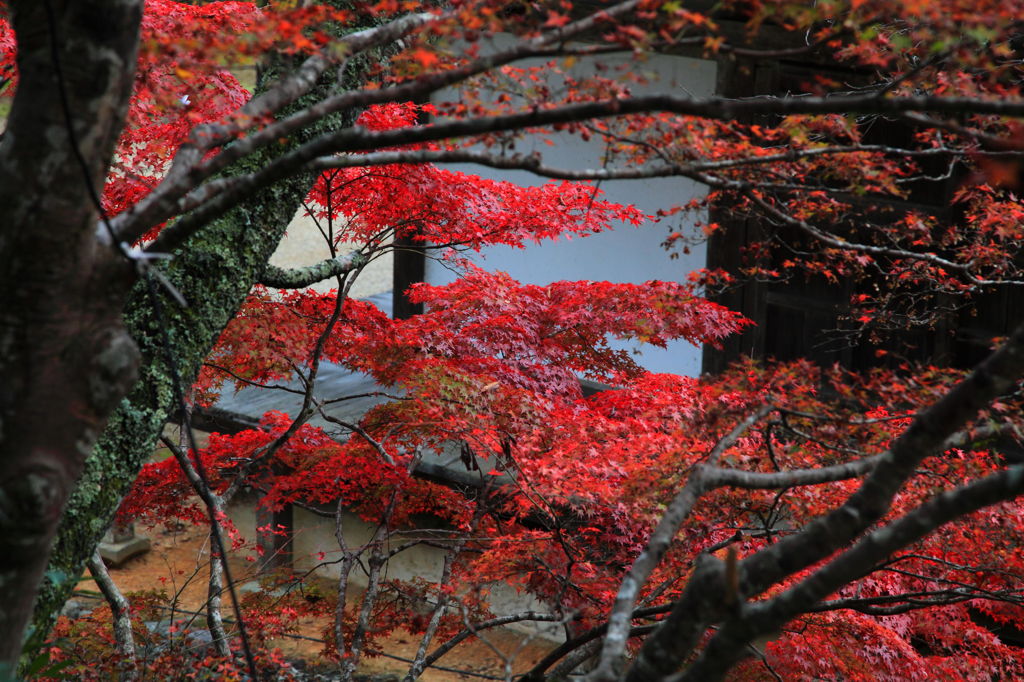 京の秋の音5