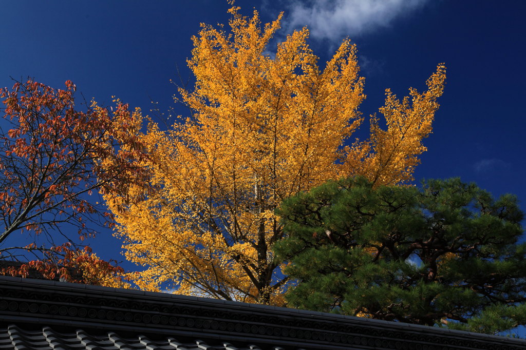 銀杏の塔