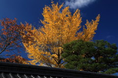銀杏の塔