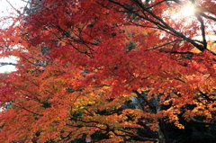 秋の陽差し